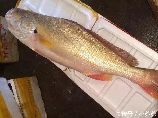 来自|世界上最贵的4大海鲜,第一名来自中国,但国人却几乎很少见过