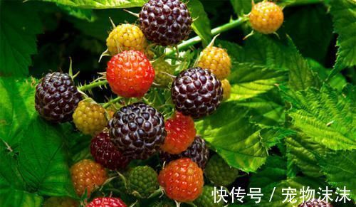 膳食纤维|冬天女性多吃“3种食物”,排毒养血,滋阴润燥,呵护子宫和卵巢