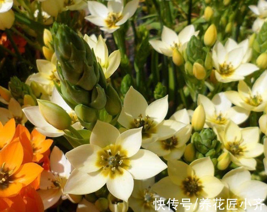 适合现在栽种的5种“小种球”,冬季就能开花,一盆满屋飘香