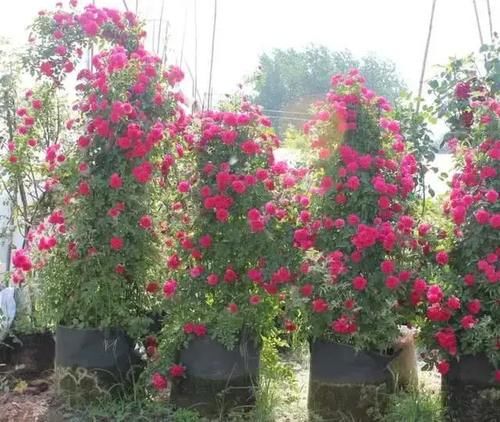 区别|月季、蔷薇、玫瑰有区别，懂得1点，全都能养好，开花一茬茬