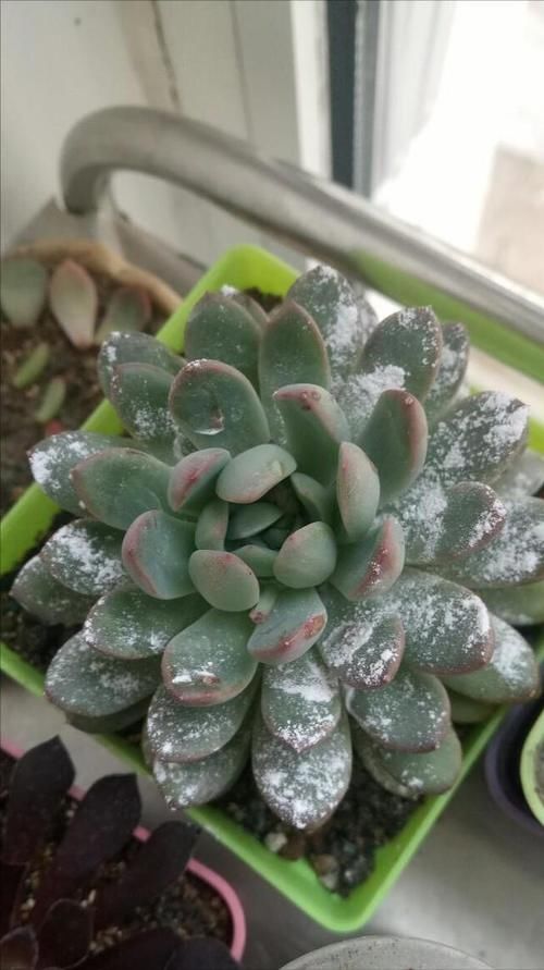 春天养多肉，3月“四预防”，多肉长得精神，“无病无虫”状态棒