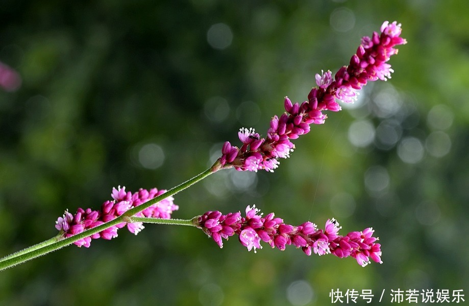 此花生长在人们不去地方,药用价值极高,代表着立志和思念