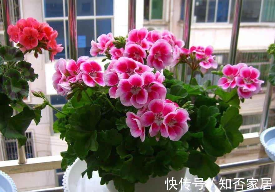 空气干燥器|三伏天,家庭养花,不注意这些地方,害虫爬满盆栽,保不住