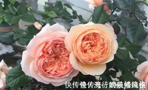 并蒂花|养花试试这几款,花朵绽放就像一个大包子一样很饱满