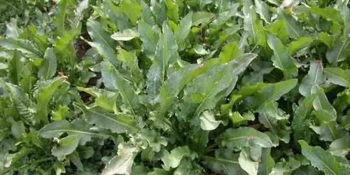 曾是农田一害草,让农民痛恨,如今成高级野菜,爽口酸溜