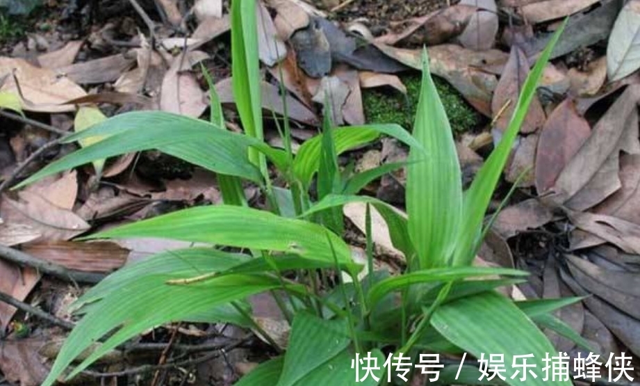 野生|农村这种野生的植物,拿来煲汤喝起来美味,营养价值也高!