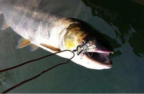 俗称水老虎,淡水养殖的害鱼,能吃掉水中所有鱼,一条能卖上千元