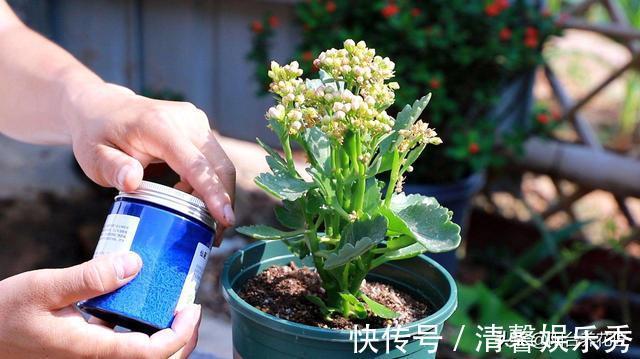 休眠|秋天，养护长寿花，做好这“4要点”，叶片肥厚，花苞蹭蹭冒不停