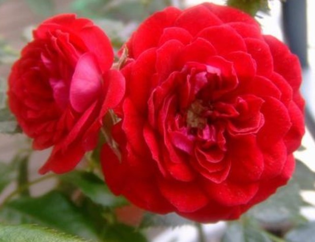 养花养个开花勤奋的,颜色喜庆开花像是玫瑰,养护难度一点不大