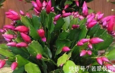 浇水|老花匠这样养蟹爪兰,“1种汁液”兑水浇,7天1次,新芽蹭蹭冒
