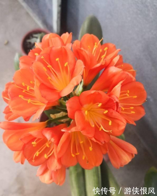 王大爷家的花8年没开,找到了4个窍门,很快就开花