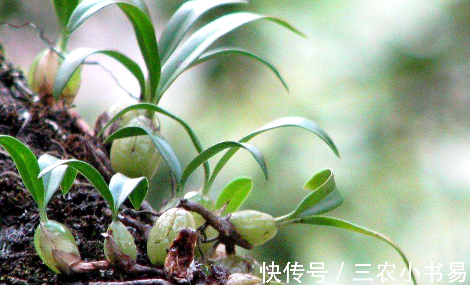 石仙桃|石头上的仙草，人称“仙桃”，农民见到会扯掉，殊不知煲汤味道鲜