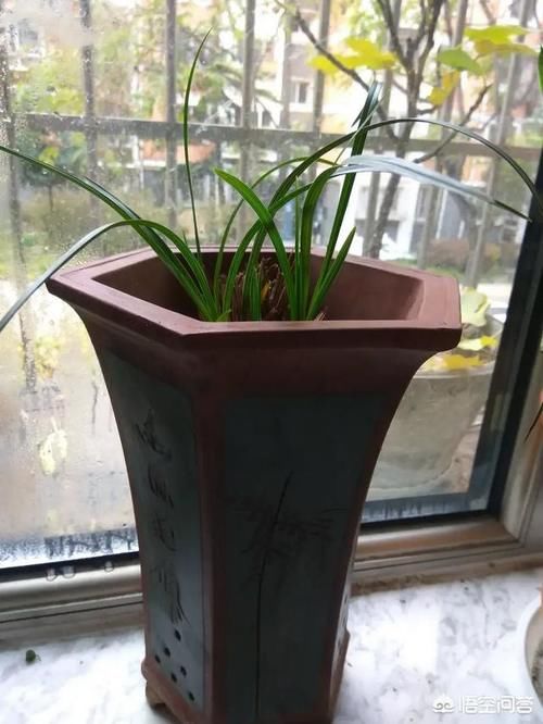 看到很多兰友家种植的兰花，一盆只有2，3棵，这样种植是不是最好？