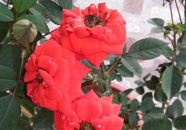  美爆|美爆阳台的3种花，花叶共赏，香气四溢，一年多次开花