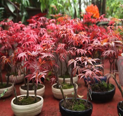 怪不得|怪不得老公把发财树扔了,现阳台流行种此花卉,香飘满屋更迷人