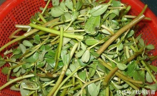 包水饺|这种城里人特意下乡挖的野菜,在农村竟是用来喂猪的