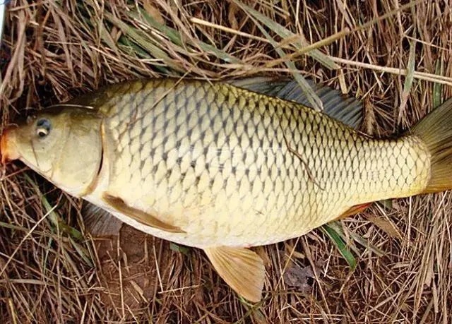 秋末钓鲤鱼,想要鱼儿来报道,这5点很重要