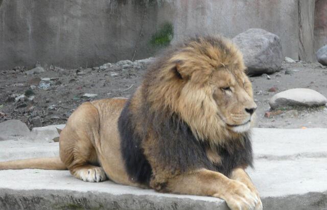 鲍鱼汤!历史上两副一语双关的对联