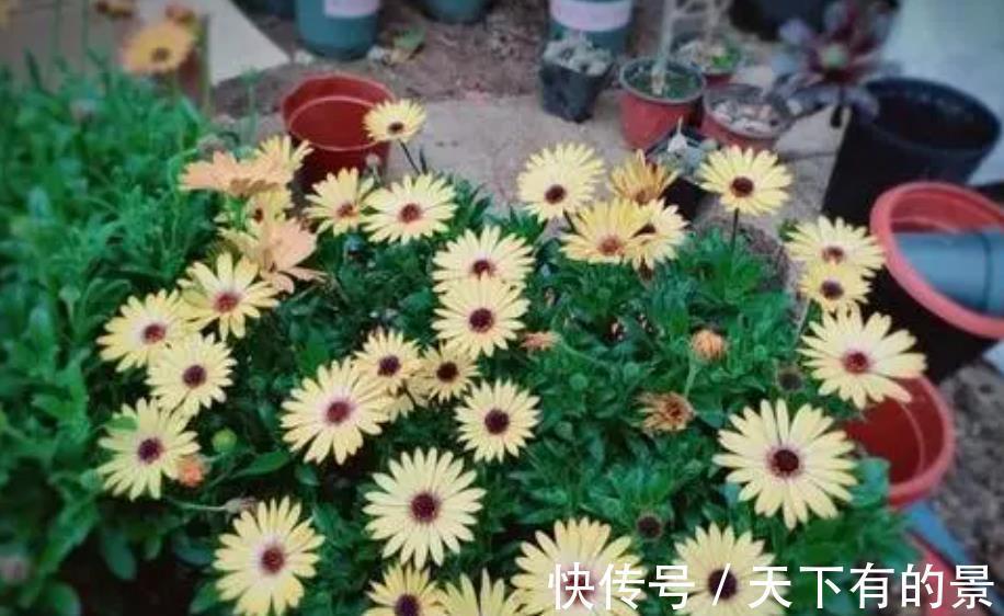 病虫害|养花出现“小黑飞”，4个原因引起，教你小妙招，轻松灭掉又省心