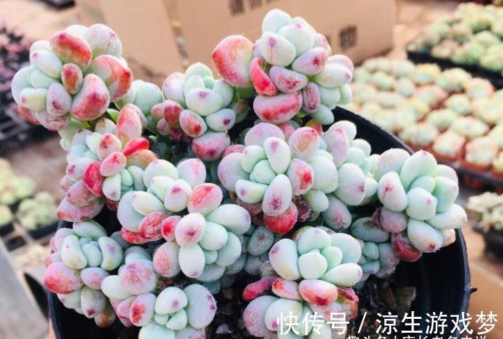 多肉鹿角海棠和劳尔,一个可以打造盆景和赏花,一个出状态后超美