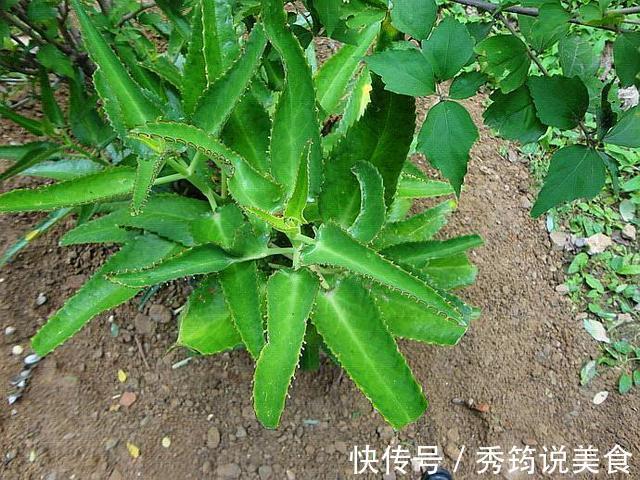 快速消灭入侵多肉“不死鸟”,要放大招,连根拔十次,彻底消灭光