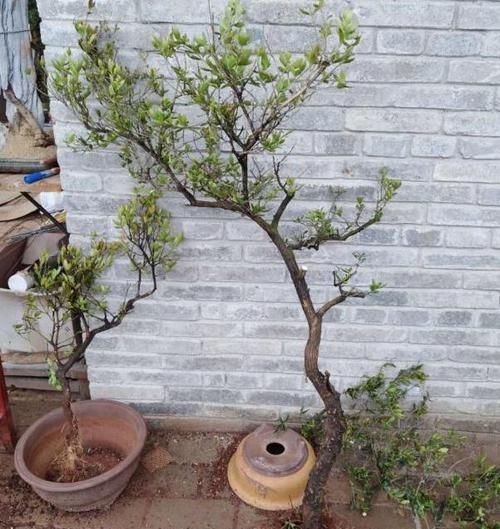 颇为|路边随手捡下“1野树”,虽不如老桩美观,但经修剪,也颇为高雅