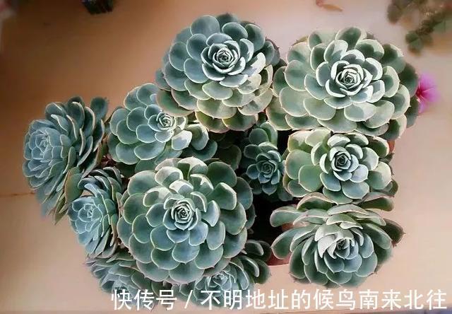60种多肉图鉴及养护要点,1分钟学会,超全超实用!