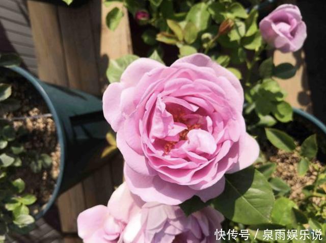 花盆|“1种它”家家都有,月季、茉莉花很喜欢,发酵后埋土里,开花多