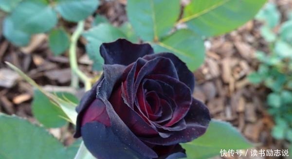带有神秘色彩的4款黑色月季,见过的人都喜欢!