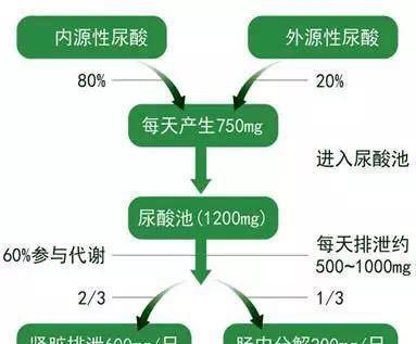 尿酸|尿酸高患者，不妨多吃这些碱性食物，轻松排尿酸，痛风不再来