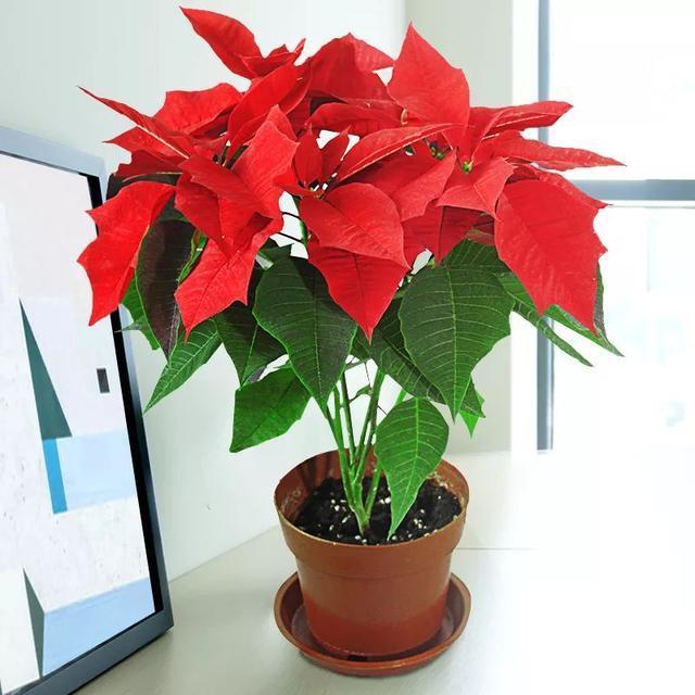 常见的20种有毒花草，有老人、小孩、宠物的家庭千万注意