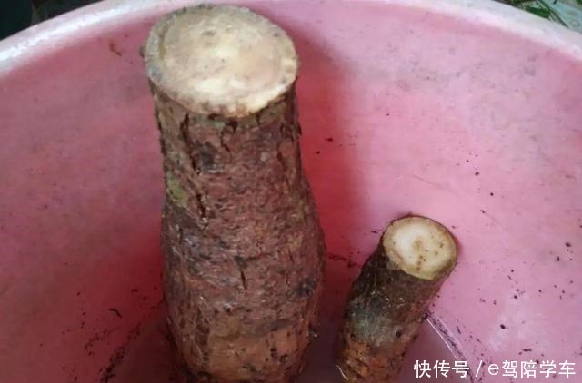 公认难养的6种花,新手慎买,养不活还浪费钱!