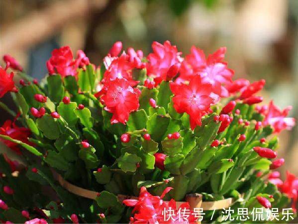 10样水浇蟹爪兰、仙人指、假昙花,开花上百朵,营养土都不用换