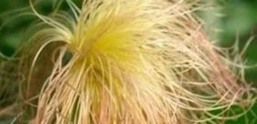 麦冬|防糖专家:5种食物,血糖高的人一辈子都别离开,第2种效果最好