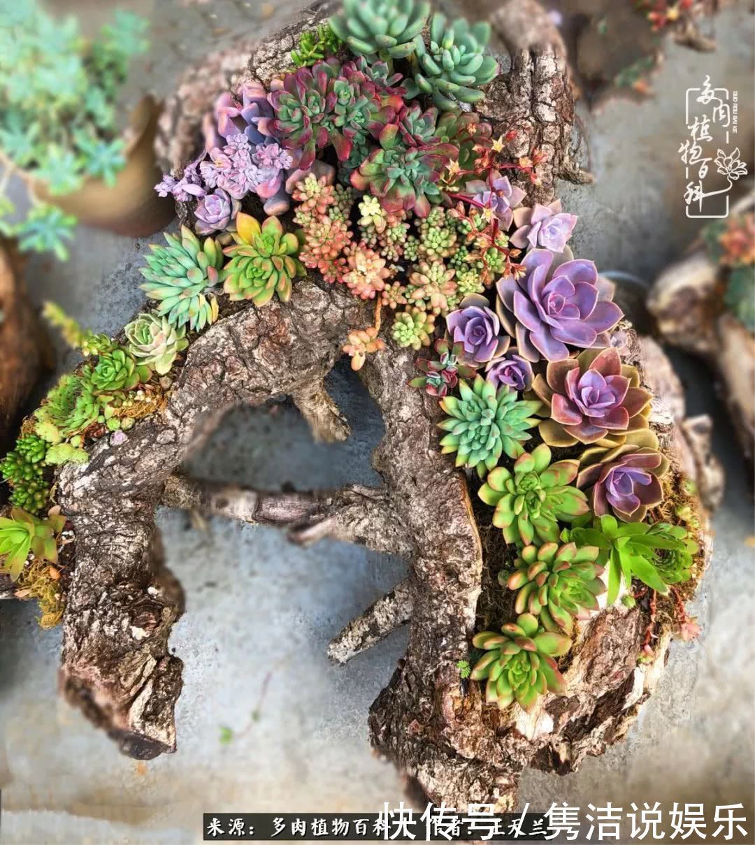多肉遇上枯木木花盆,姑娘自己造!
