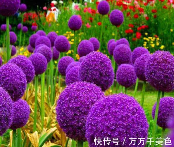 栽培|从8月17日开始,家养此款花卉,花姿卓越,栽培容易,幽香暗淡