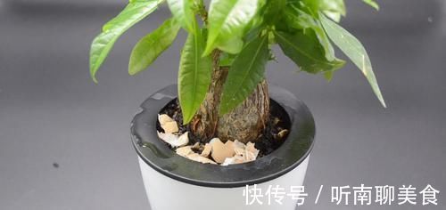 家里有养花的抓紧看看,学会这招,不烂根不生虫,花草越长越茂盛