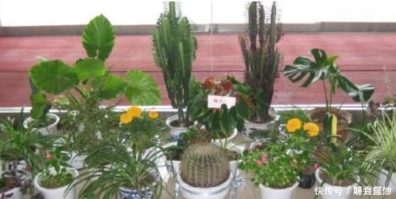 养花|用生根水、淘米水养花,都赢不了这种“万能水”,养啥旺啥