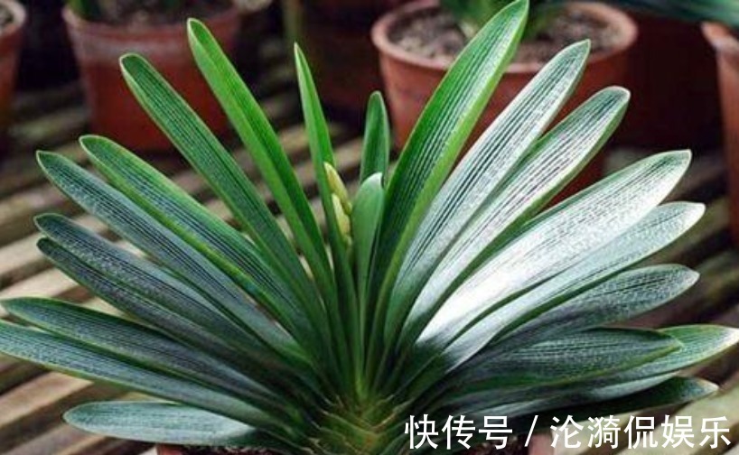 君子兰|养君子兰“不要等 ”，盆里加“1物”，快速出箭开出“大花球”！