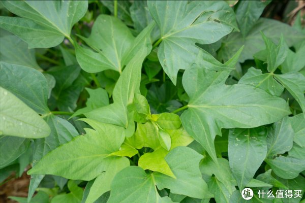 这些蔬菜晒干之后，留着冬天吃，炖肉蒸包子真香，今年你都晒了啥？