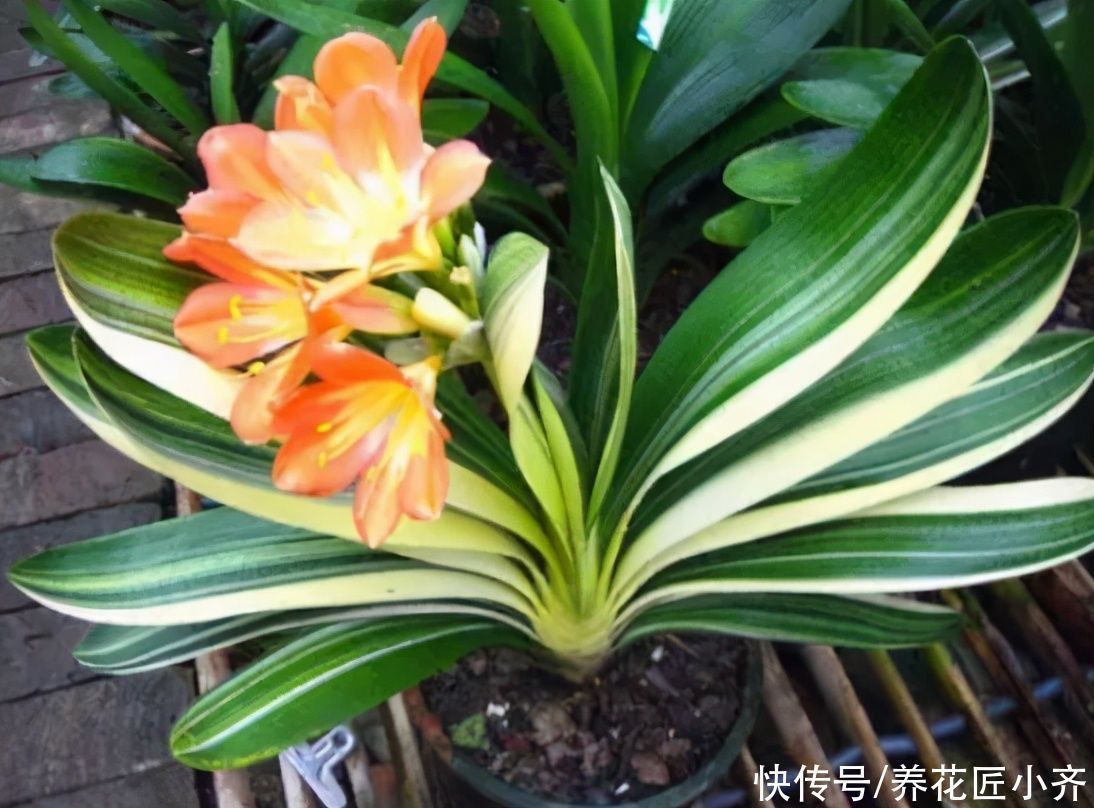 浇水|养君子兰有“六怕”,你知道吗?新手一定要避开