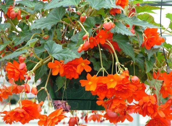 小苏打养花的3大好处,改良土壤、除臭、延长花期,你全懂吗