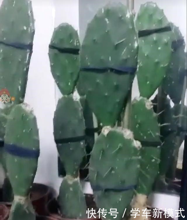 仙人掌嫁接蟹爪兰，先长“壮汉身”，再长蟹爪兰，避免被“吸干”！