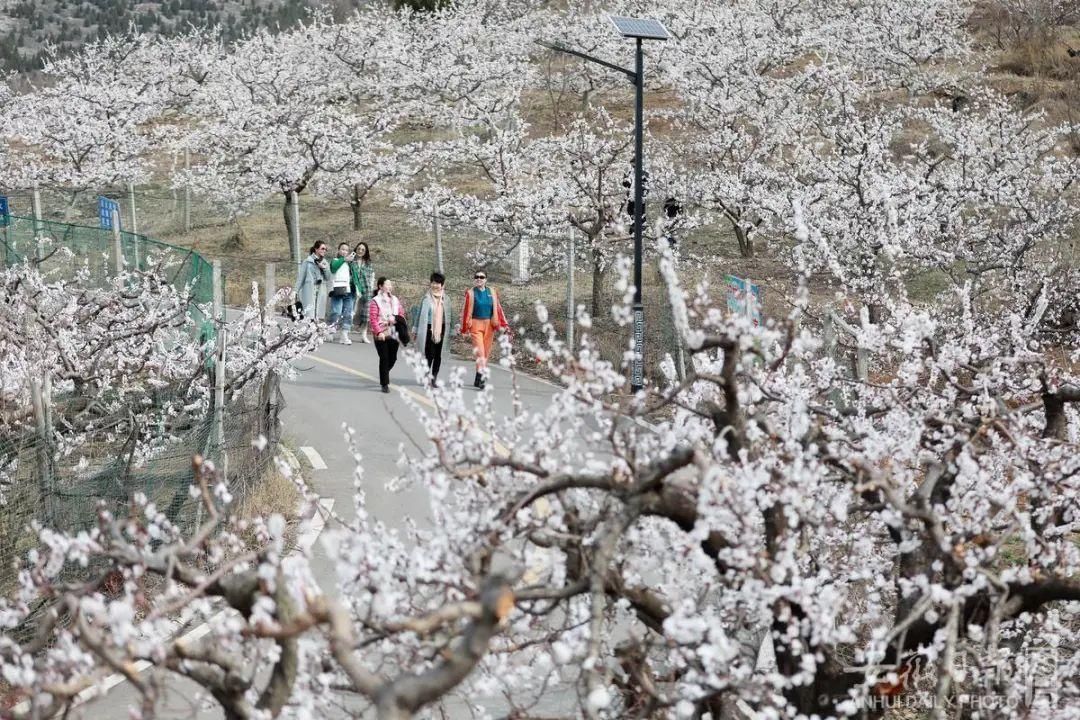 黄里杏花浪漫来袭！踏春、赏花，一起来玩！