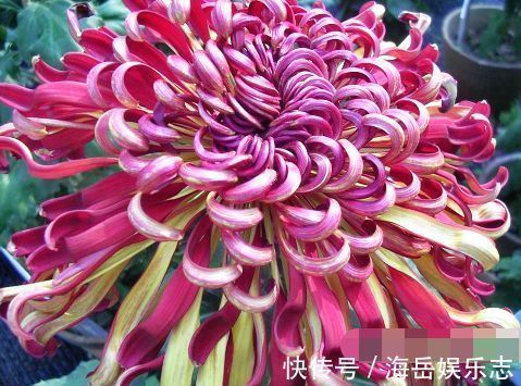 养花|喜欢菊花，就养盆“珍稀名菊”晚镜红妆，似彩带飞舞，绚丽多姿