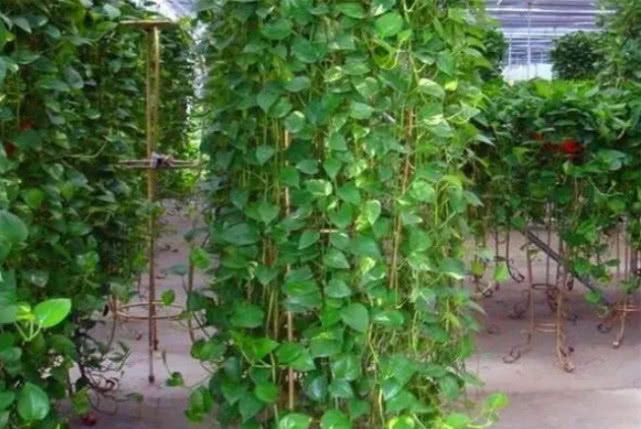 新芽|夏天“绿萝”总黄叶学会1招,叶片油绿,新芽猛抽,1月长1米长