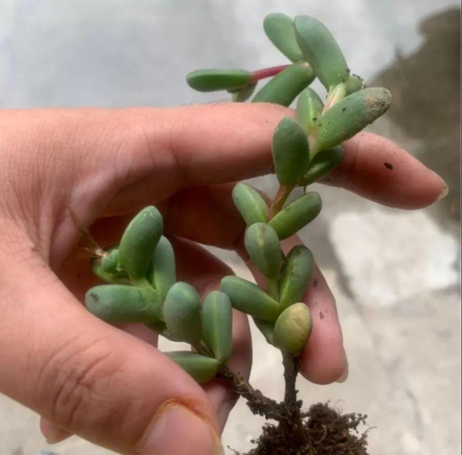 养多肉不会选盆？3个方法，教你一次选对花盆