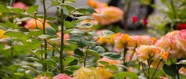 春天养花不用愁,厨房里的它,取1勺浇盆里,啥花都疯长