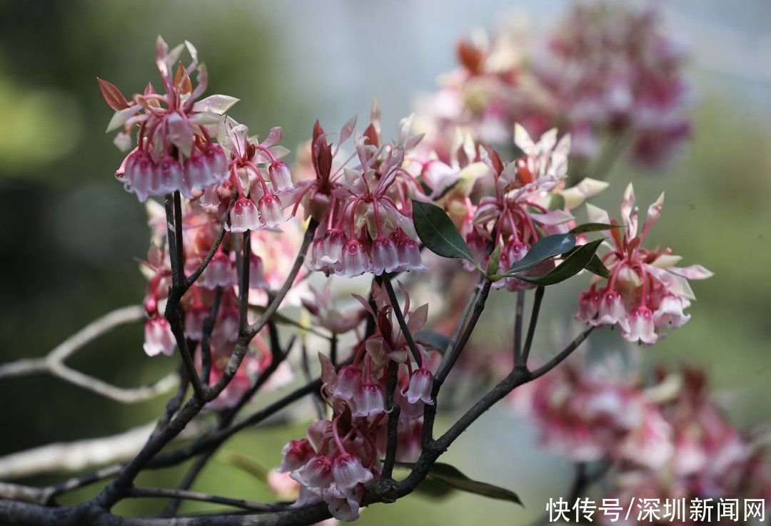 教堂|错过等一年！梧桐山最美花海盛开，漫山遍野一片粉