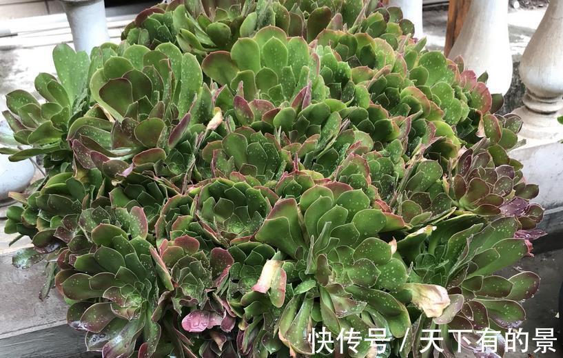 多肉植株|室内养多肉，淋雨后该怎么处理？分情况